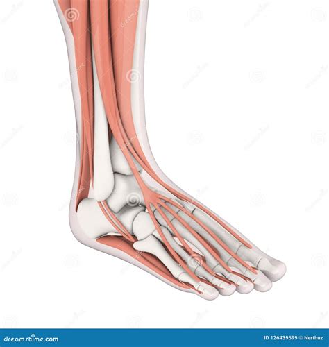 Foot Muscles And Tendons. Anatomy Of Leg And Foot, Human Vector ...