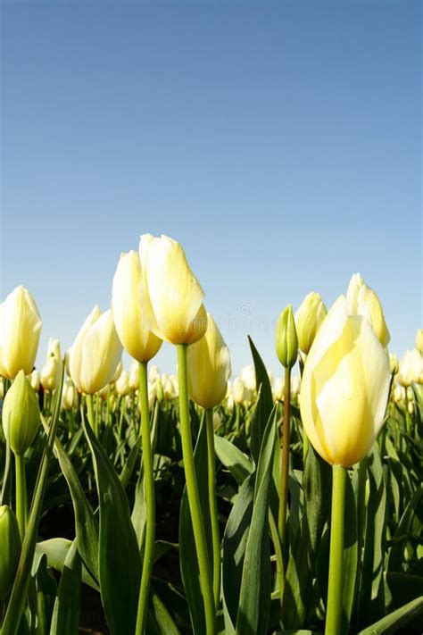 Tulp Stock Afbeelding Image Of Helder Blad Bloemen Nave