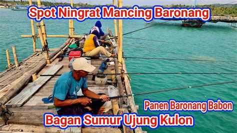 MANCING BARONANG Di Bagan Sumur Ujung Kulon Strike Tiada Henti