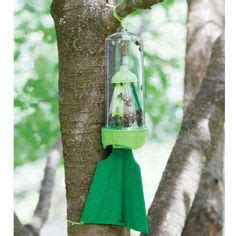 25 Best Stink Bug Trap - Outdoor Use ideas | stink bugs, stink bug trap, stink