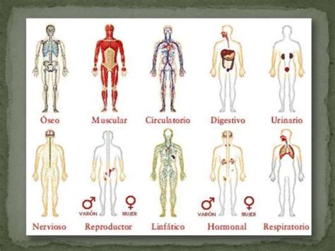 Sistemas Del Cuerpo Humano 4 728 Imágenes Bonitas