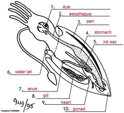 Squid Diagram And Functions Squid Anatomy Diagram Internal B