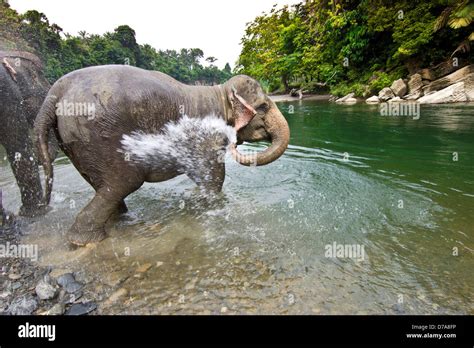 Los Elefantes De Sumatra Elephas Maximus Sumatranus Waterhole Bañando En El Parque Nacional