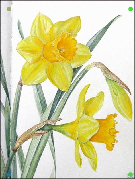 Daffodil Days Shevaun Doherty Flower Art Flower Painting Plant