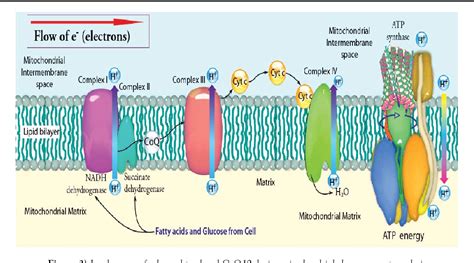 Figure 3 From Neuroprotective Strategies Of Solanesol In Mitochondrial