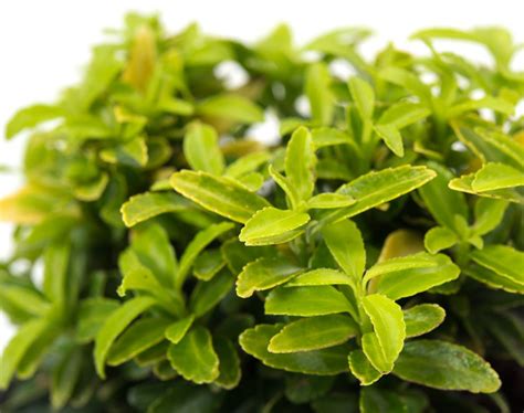 Japanischer Spindelstrauch Microphyllus Gold Euonymus Japonicus Microphyllus Gold Günstig Kaufen