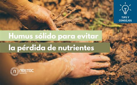 Humus S Lido Para Evitar La P Rdida De Nutrientes En Tu Cultivo