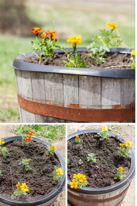 Whiskey Barrel Container Garden Creative Cain Cabin