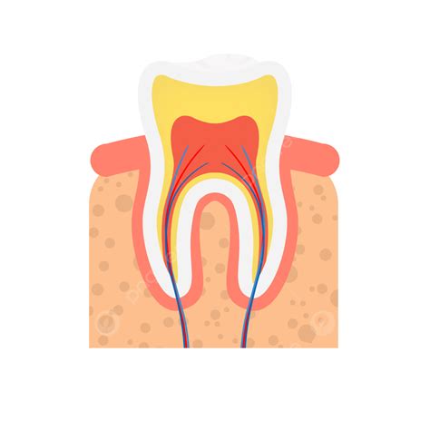 Cartoon Tooth Anatomical Plane Vector Material Cartoon Cartoon Tooth