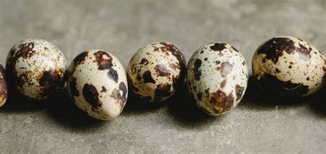 Maximizing Egg Production Tips For Raising Quail For Eggs