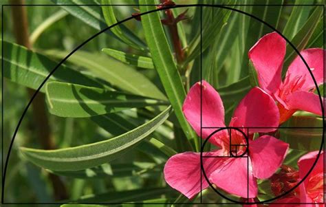 golden ratio photography  timeless rule  appealing