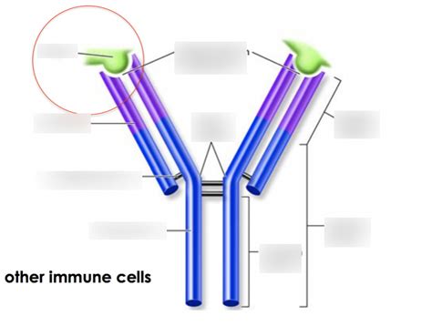 Structure of Immunoglobulins Diagram | Quizlet