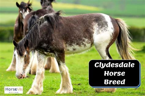 Clydesdale Horse Breeds: Are They Good for Riding? (W/ Pictures)