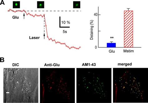 Kiss And Run Glutamate Release From Single Vesicles A Averaged Fm