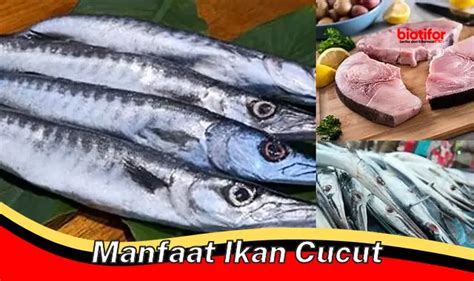 Temukan Manfaat Ikan Cucut Yang Jarang Diketahui Biotifor