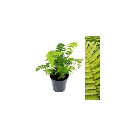 Forestferns.co.uk - best gardening products available in UK