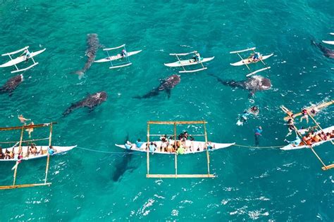 Oslob Snorkeling With Whale Sharks And Tsumalog Waterfalls Tour In Cebu