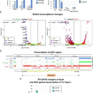 Position Of The Himar Transposon Insertion Site In The Mghm Strain