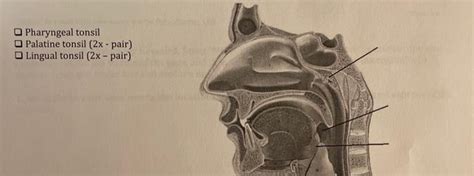 Solved Pharyngeal Tonsil Palatine Tonsil X Pair Lingual Chegg