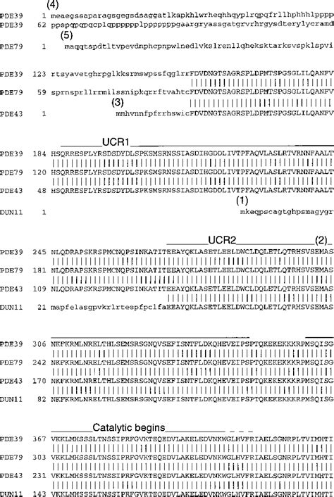 Alignment Of The Amino Acid Sequences Of The N Terminal Regions Of The