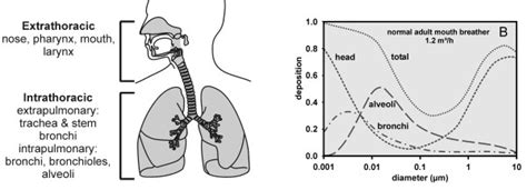 The Respiratory Tract A And Particle Deposition In A Normal Adult