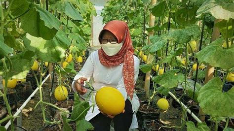 Pemuda Tegal Budidaya Melon Golden Alisha Di Lahan Sempit Sekali Panen