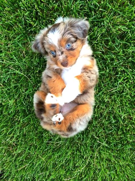 Puppy Time!! Meet my 7 week old mini Australian Shepherd, Oakley. : r/aww