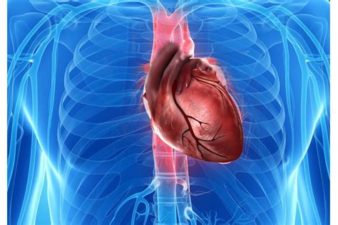 Til Heart Cancer Is Not As Common As Other Kinds Of Cancer Because