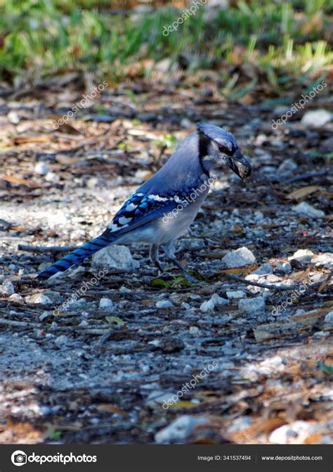 Blue Jay Food Its Beak Ground Stock Photo by ©PantherMediaSeller 341537494