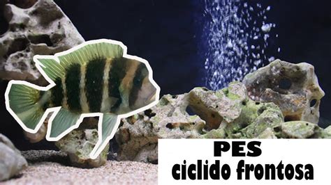 PEZ CICLIDO FRONTOSA TIPOS DE CICLIDOS PARTE 1 YouTube