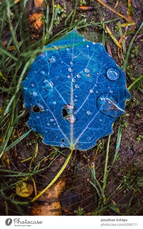 Regentropfen Auf Einem Blatt Ein Lizenzfreies Stock Foto Von Photocase