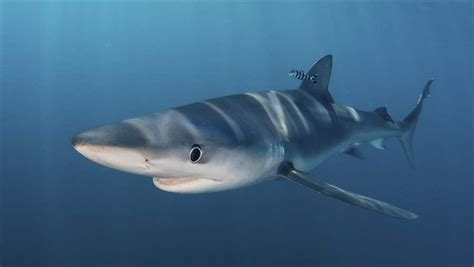 Migratory Sharks Under Heavy Threat Could Gain Protections The Pew