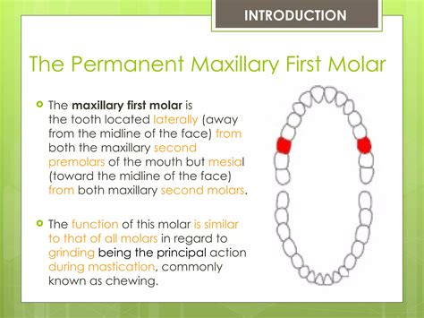 The Permanent Maxillary First Molar | PPT