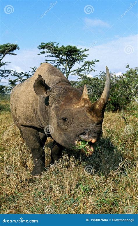 Rhinoceros Negros Diceros Bicornis Adultos Comer Kenia Foto De Archivo