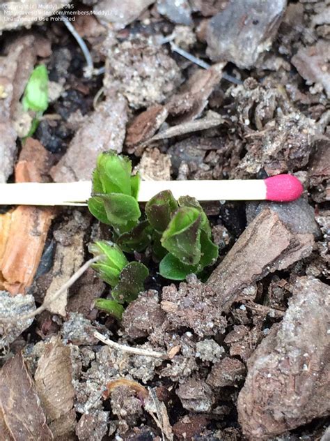 Plantfiles Pictures Spigelia Species Indian Pink Woodland Pinkroot