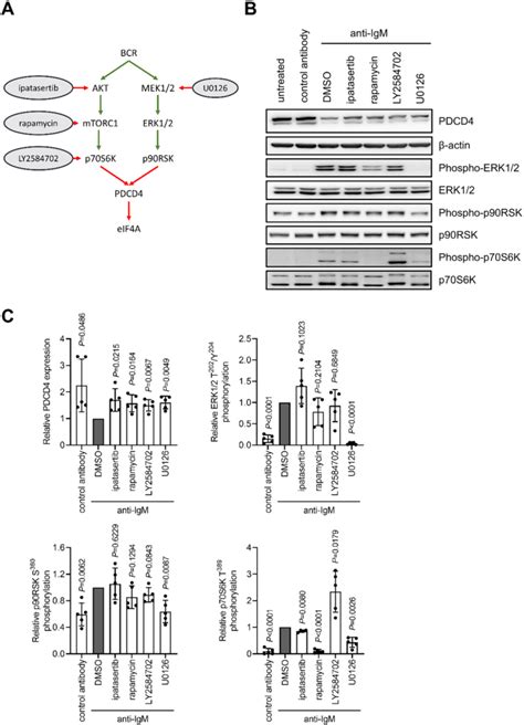 The Effect Of Kinase Inhibition On Anti Igm Induced Pdcd4 Download