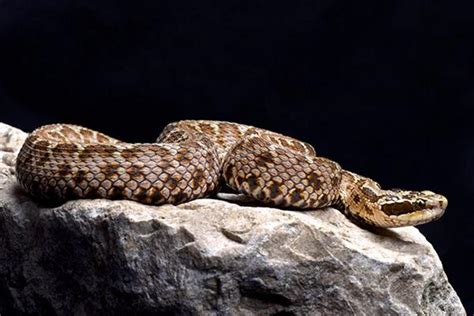 Investigating the beneficial properties of Agkistrodon halys venom ...