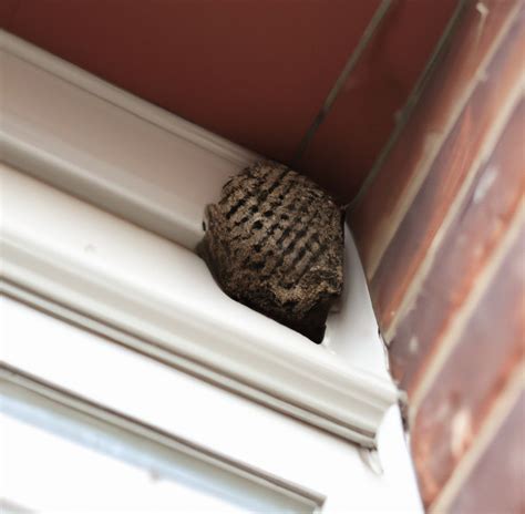 Remove Wasp Nest In Chamblon