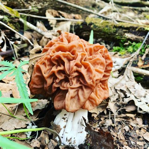 More On Morel Hunting In The Ozarks The Accidental Ozarkian