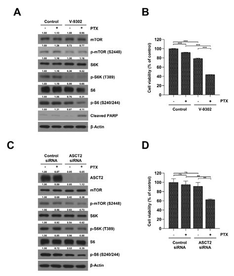 Inhibition Of Glutamine Uptake Resensitizes Paclitaxel Resistance In