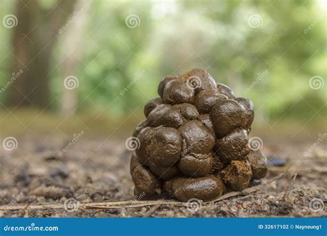 Hog Deer Feces Stock Photo Image Of Farming Pasture 32617102