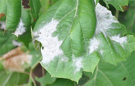 Bartlett Tree Experts Powdery Mildew