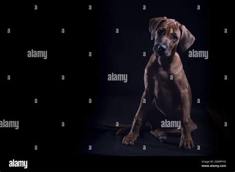 The Dog Siting With Black Background Stock Photo Alamy