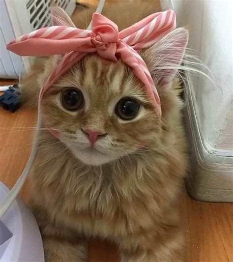 Grab Em By The Pussy Page 20 Literotica Discussion Board