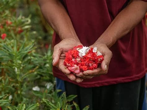 Petani Bunga Pacar Air Kabanjiran Pesanan Saat Ramadhan