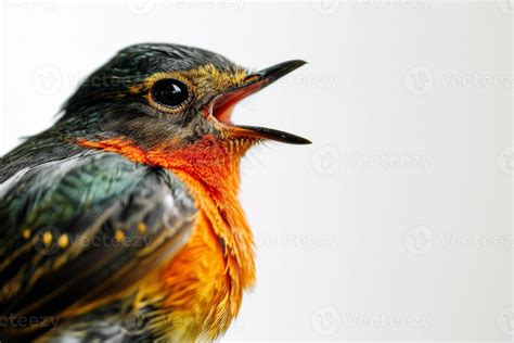 bird mouth stock  images  backgrounds