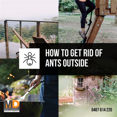 How To Get Rid Of Ants Outside The Home Md Pest Control