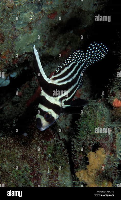 Spotted Drum Equetus Punctatus Stock Photo Alamy