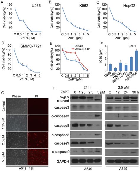 Induction Of Apoptosis In Cancer Cells By ZnPT A E Cytotoxic Curves