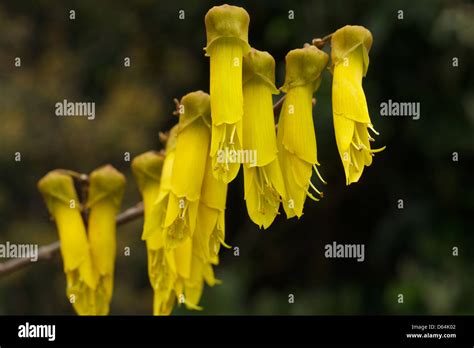 Flor De Kowhai Fotograf As E Im Genes De Alta Resoluci N Alamy